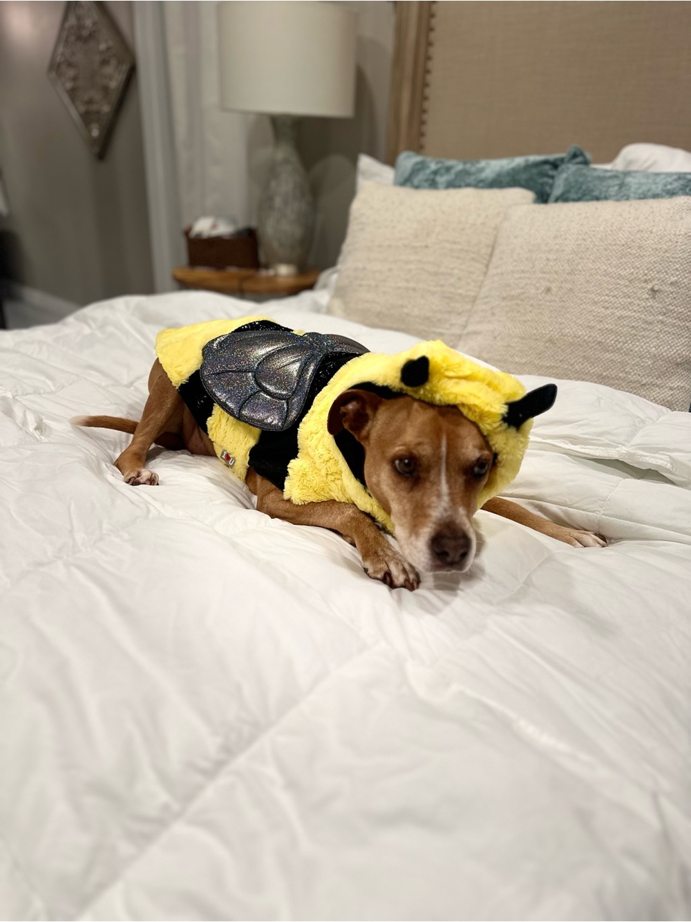 Bumble Bee Dog Costume - Picture 2 of 3